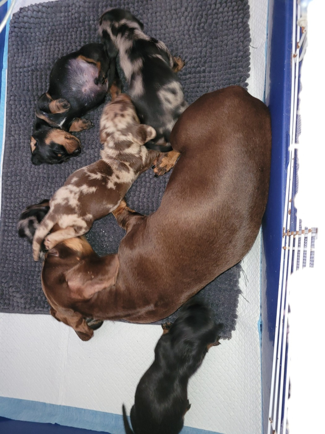 Des bébichoux sont disponibles......