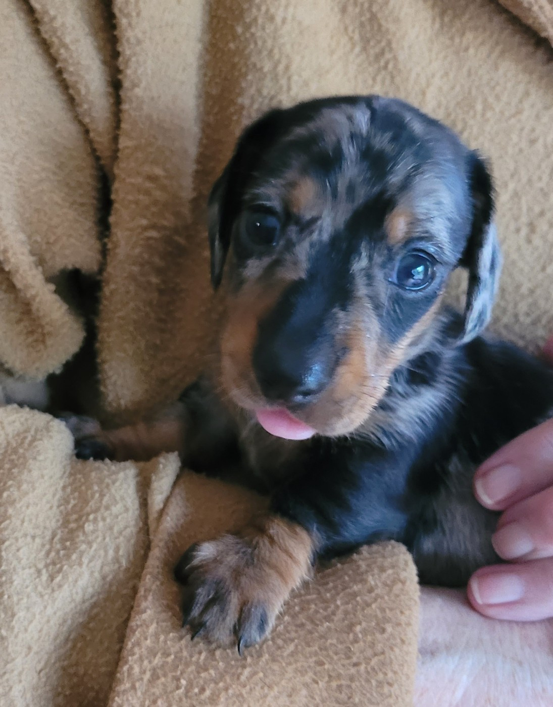 Des Alpes Bernoises - Chiots disponibles - Teckel poil ras