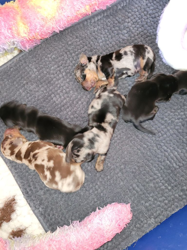 Chiot Teckel poil ras Des Alpes Bernoises